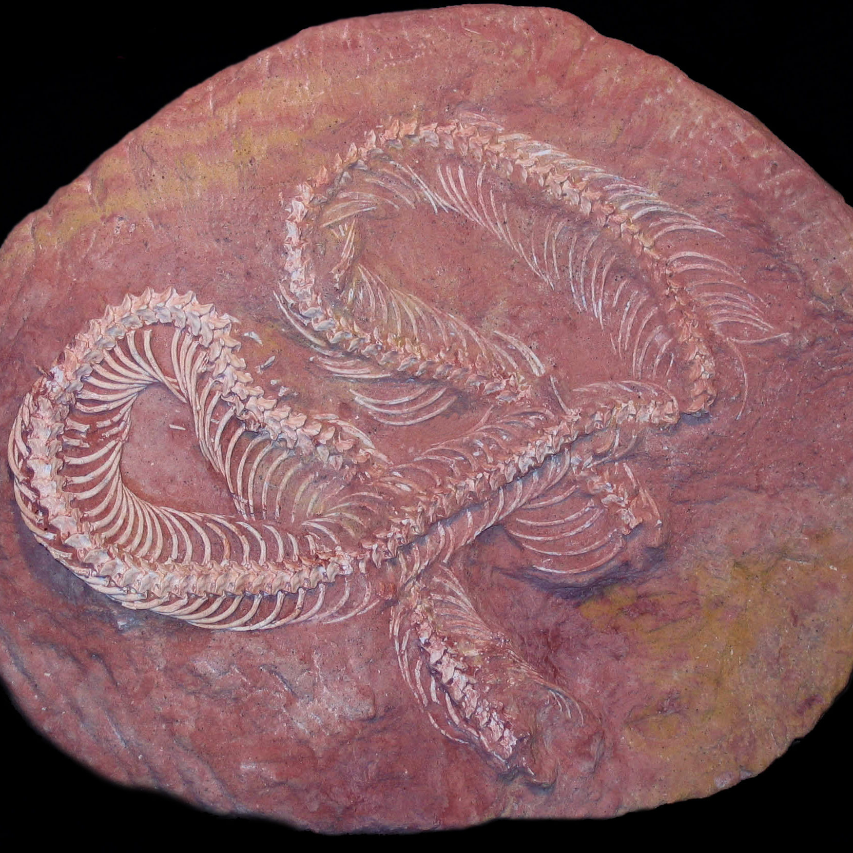Serpiente fósil. (Loc. Tiumpampa)